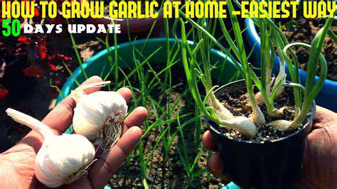 Storing Garlic in a Cool, Dry Place: Best Practices