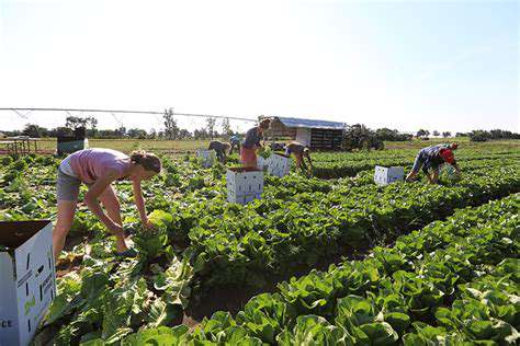 How to Store Lettuce: Keep Greens Crisp