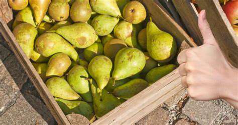 How to Store Pears: Ripening and Storage